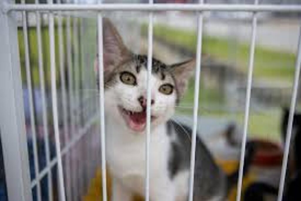 Como funciona o controle de zoonoses