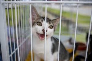 Como funciona o controle de zoonoses