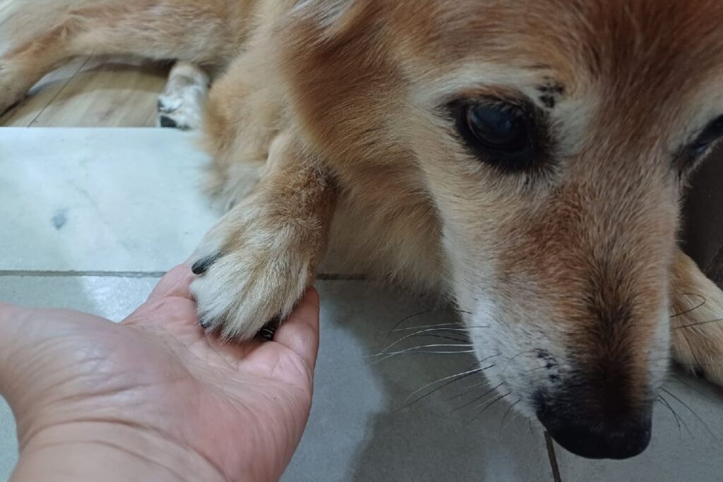 corte de unhas de cães e gatos