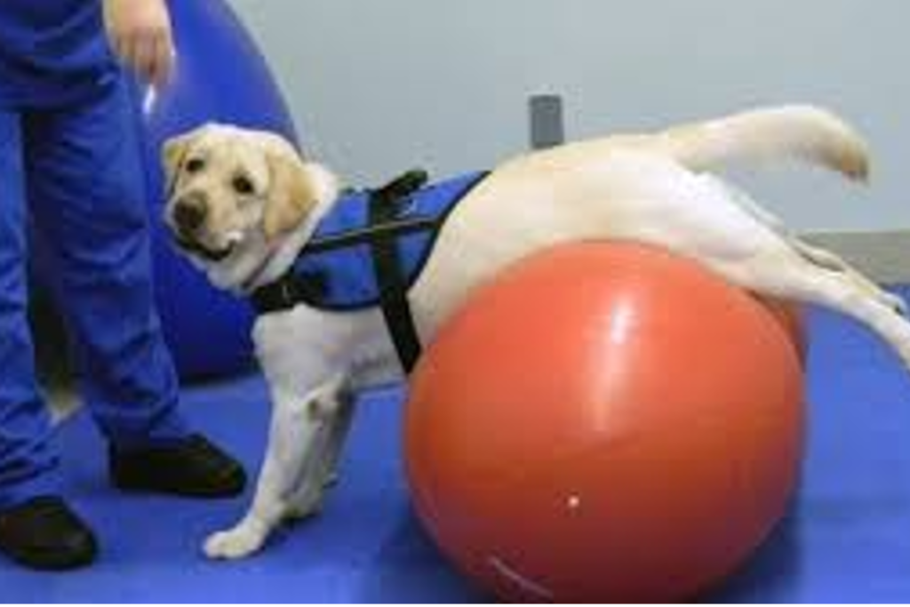 Medicina Veterinária e Tratamento Alternativos