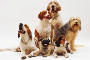 Raças de cães e principais características