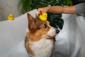 seu pet gosta de banho