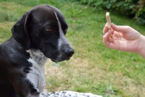 aadestramento de cães