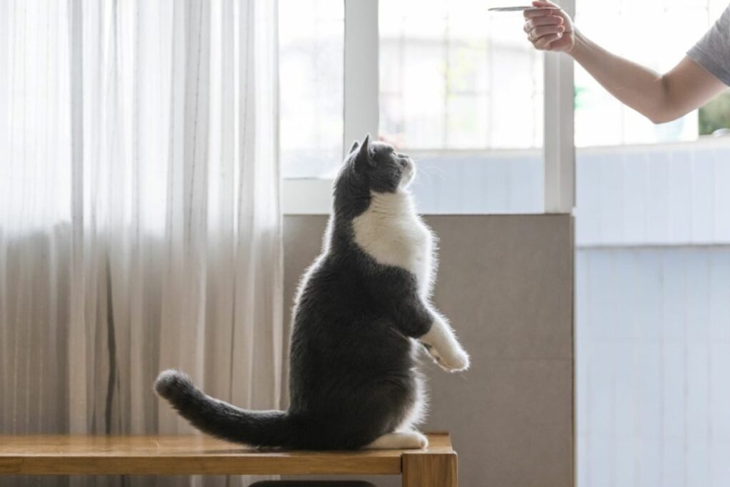 adestramento de gatos