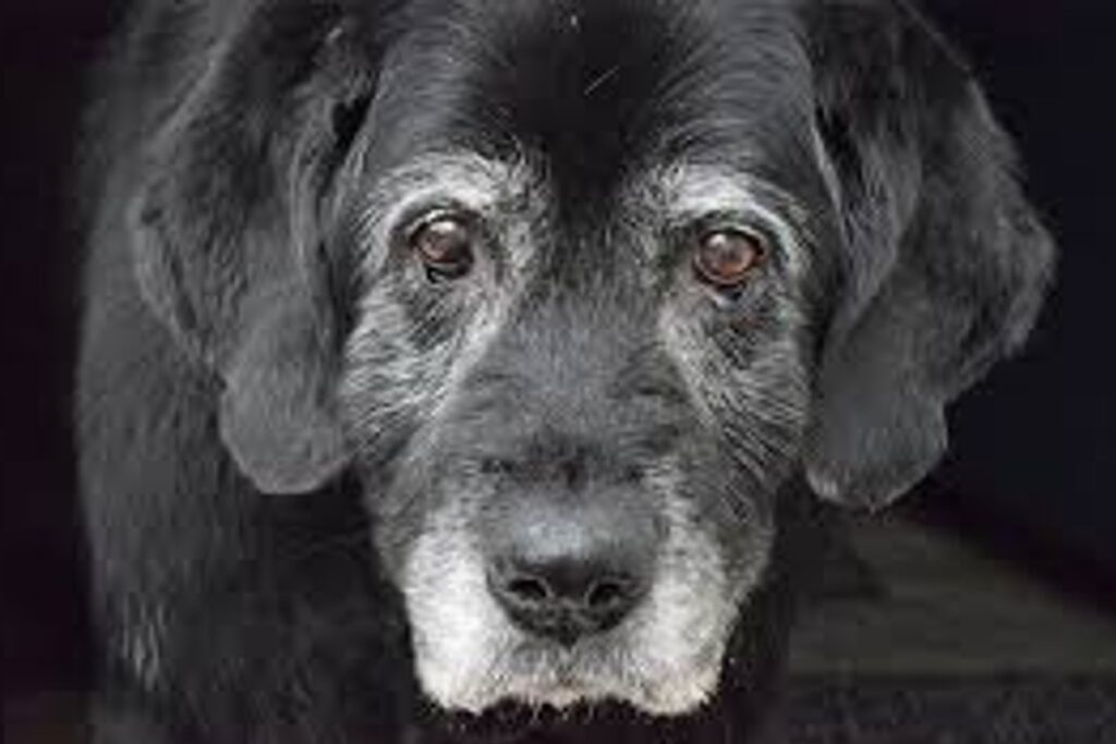 adoção de animais mais velhos