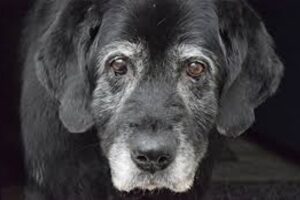 adoção de animais mais velhos