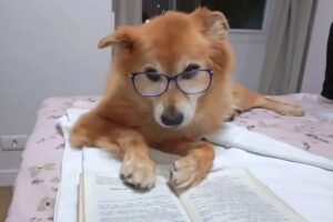 seu pet enxerga cores