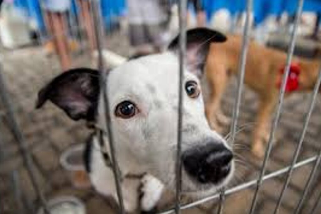 Controle de zoonoses no Brasil