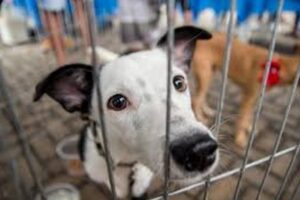 Controle de zoonoses no Brasil