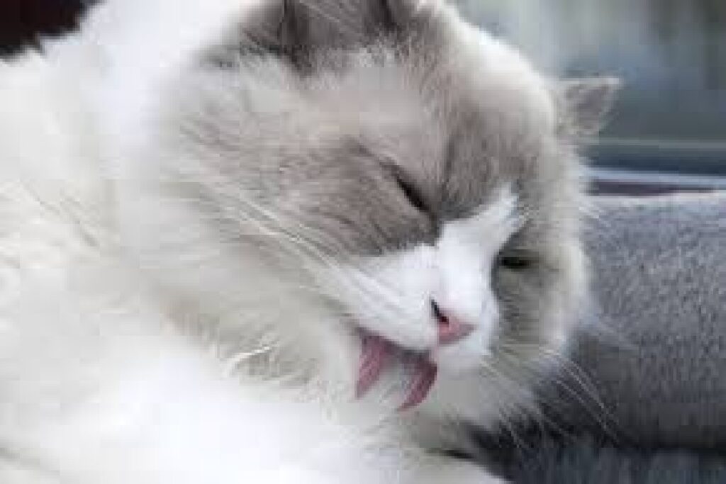 tudo o que você precisa saber sobre o pelo do seu gato