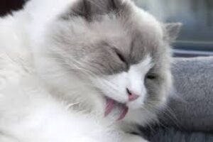 tudo o que você precisa saber sobre o pelo do seu gato