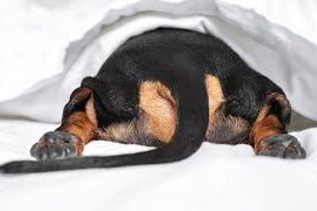 medo de fogos de artifício