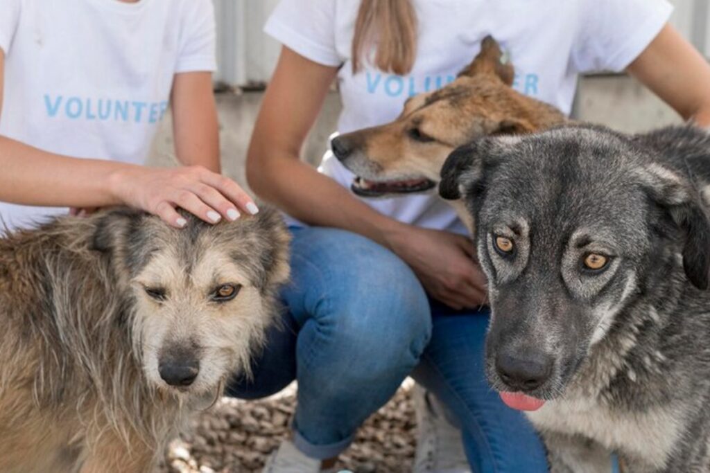 Organizações não Governamentais de Proteção aos Animais