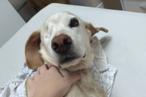 Theo é cego de um olho, mas é um cãozinho muito feliz