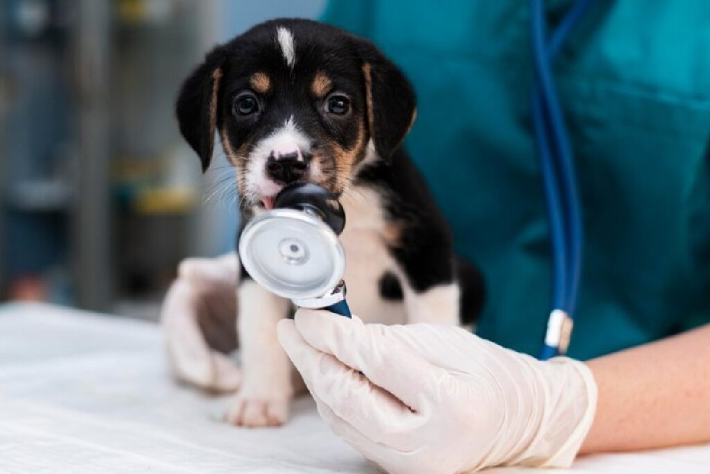 pet no veterinário
