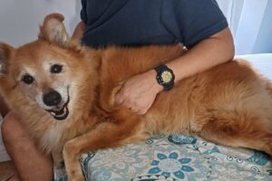 ansiedade de separação