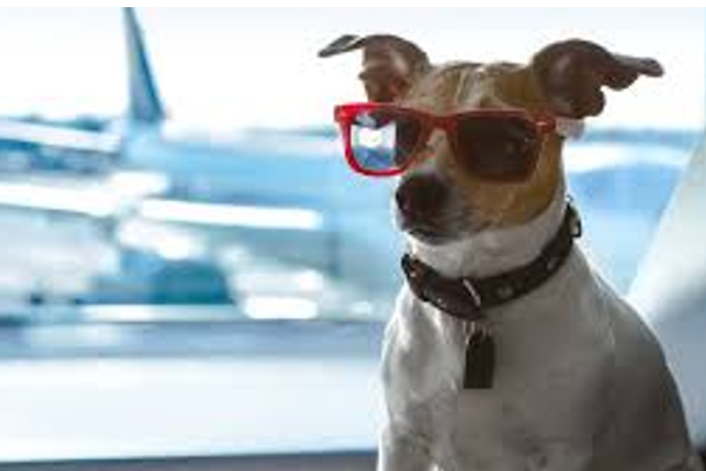 Viajar de Avião com Seu Pet