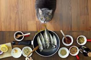 alimentação natural para gatos