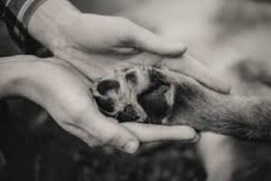 o que fazer com o corpo do pet