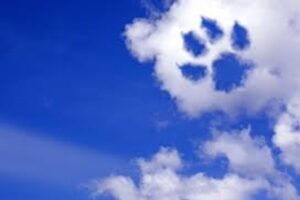 luto pela perda de um pet