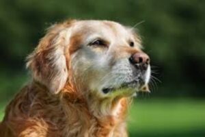 Doenças Mais Comuns em Cães Idosos